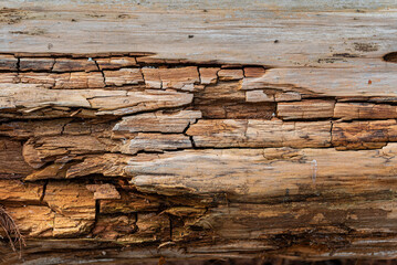 Close-Up of Weathered Tree Bark Displaying Cracks and Natural Wood Texture