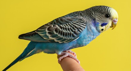 Blue Budgerigar Perched on a Finger Against Yellow Background.