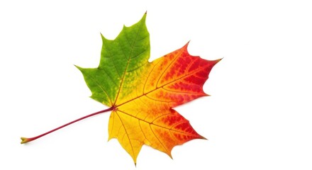 Vibrant Maple Leaf in Autumn Colors on White Background
