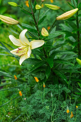 Yellow lily flower in the summer garden.