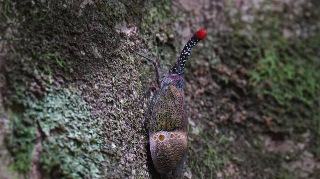 Lanternfly , Fulgorid planthopper on tree in the forest	