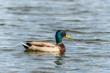 Duck swims in the pond.