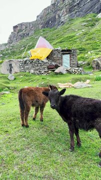 4K Vertical shot of two cow calf standing on a green Himalayan mountain meadow during the summer season as seen at Gondhla village in Lahaul and Spiti district, Himachal Pradesh, India. Scenic view.