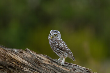 MOCHUELO EUROPEO (Athene noctua)