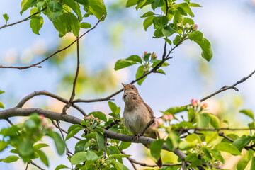 Thrush Nightingale, Luscinia luscinia. A bird sits on a tree branch and sings