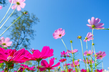 Beautiful pink cosmos flowers blooming in garden,spring season.