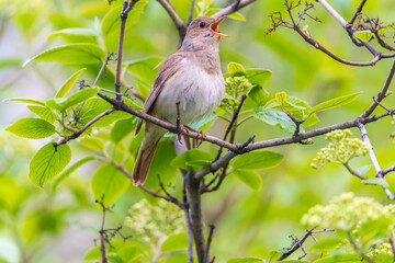 Thrush Nightingale, Luscinia luscinia. A bird sits on a tree branch and sings