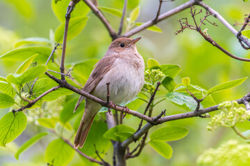 Thrush Nightingale, Luscinia luscinia. A bird sits on a tree branch and sings