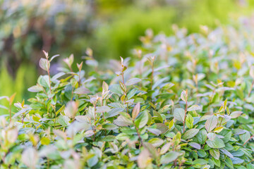 Nature of green leaf in garden at summer. Natural green leaves plants using as spring background cover page environment ecology