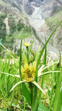 4K Vertical macro shot of Tragopogon Porrifolius wildflower growing in the Himalayan mountains during the summer season as seen from Khangsar village in Lahaul and Spiti district, Himachal, India.