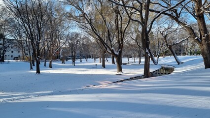 Tranquil Winter Park with Snow-Covered Trees and Stream
