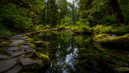 Tranquil forest stream reflecting lush green trees and mossy rocks in a serene natural landscape