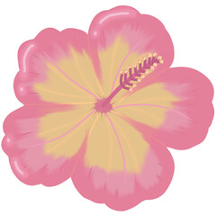 pink hibiscus flower 