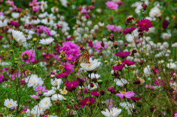Fototapeta premium Orange butterfly on blooming cosmos flowers in summer garden