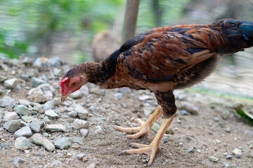 A young, brown and black chicken with a red wattle is foraging on rocky ground in a rural setting. The close-up highlights the feathers, legs, and determined posture, representing poultry farming