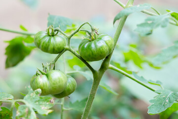 A close-up of a bunch of unripe green tomatoes growing on the vine. The detailed image highlights...