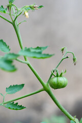 A close-up of a bunch of unripe green tomatoes growing on the vine. The detailed image highlights their distinctive shape and ribbed texture, suggesting themes of growth, agriculture, and natural food