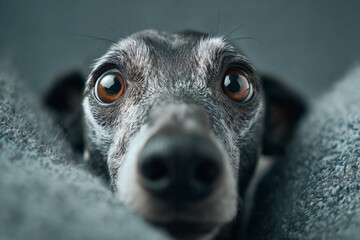 Adorable Dog with Surprised Look, Exaggerated Eyes, Funny Mood