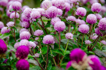 Obraz premium Purple Globe Amaranth Flowers in Full Bloom