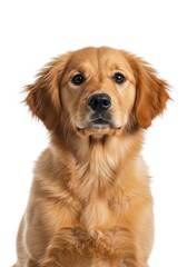Close-up of a koi fish tail, displaying vibrant orange and white patterns, against a dark background.