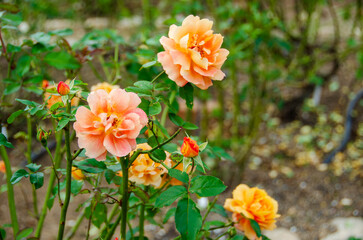 Orange roses in full bloom with green leaves in garden