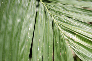 A closeup of a lush palm leaf, showcasing its intricate veins and smooth, green surface.The image...