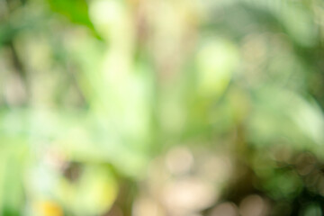 A blurry, abstract bokeh background featuring shimmering light filtered through green leaves and...