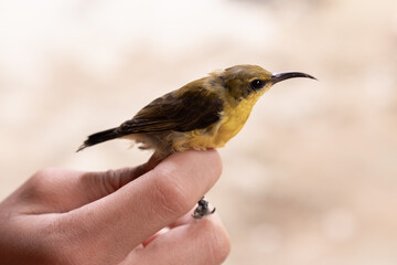 
A tiny, yellow-breasted sunbird is gently held on a person's fingers. The close-up shot focuses on...