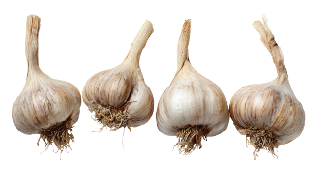 Fresh garlic bulbs arranged on a white background, showcasing their natural texture and color. Perfect for culinary uses, health benefits, and rustic kitchen themes.