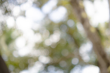 A blurry, abstract bokeh background featuring shimmering light filtered through green leaves and tree branches.The soft,dreamy effect creates a peaceful and natural backdrop perfect for various design