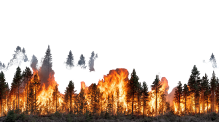 A dramatic scene of a forest fire with blazing flames and smoke rising amid tall trees, highlighting the dangers of wildfires and the impact on nature.