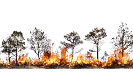 Forest fire with flames engulfing trees. Intense blaze and smoke create a dramatic scene of destruction in nature. Captured amidst a white isolated background.