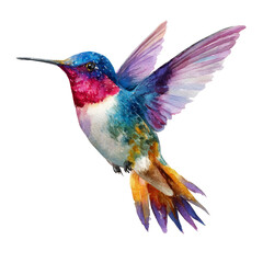 Fototapeta premium Colorful watercolor hummingbird flying isolated 
