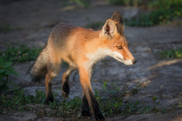 Close-up of a young red fox walking on the ground toward the camera lens on a sunny summer evening.
