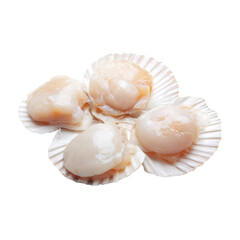 Fresh sea scallops a culinary delicacy served in their shells Gourmet seafood ingredients with a white color that ’ s ideal for cooking
