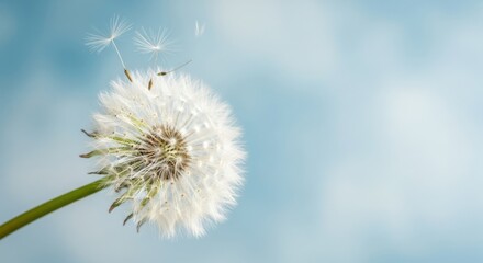 Obraz premium Dandelion seeds floating on a soft blue sky