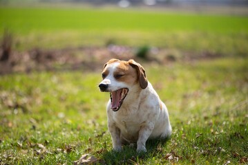 Canis lupus familiaris yawning in a sunny field