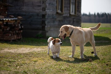 Small terrier-mix dog and a large golden labrador