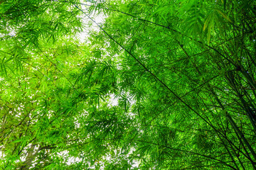 Fototapeta premium Many bamboo stalks and light beam,bamboo thick and green,bamboo forest with young Bamboos.