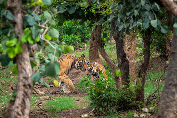 Two Radio collar male and female wild bengal tiger or panthera tigris for wildlife tracking mating pair making love in rainy monsoon environment sariska national park forest reserve rajasthan india