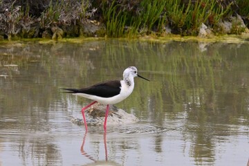 Black-winged stilt bird standing in shallow water near wetland vegetation
