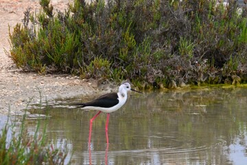 Black-winged stilt bird standing in shallow water near wetland vegetation