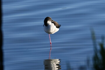 Black-winged stilt bird standing in shallow water near wetland vegetation