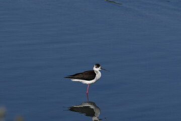 Black-winged stilt bird standing in shallow water near wetland vegetation
