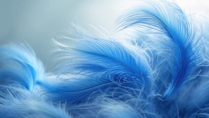 Fototapeta premium Blue feathers with fine details and soft lighting.