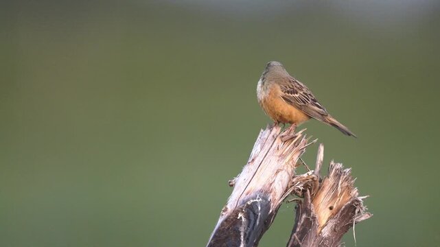 Ortolan (Emberiza hortulana) w swoim środowisku na złamanej gałęzi