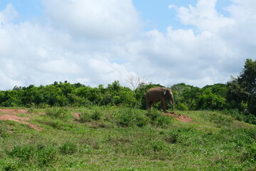 Wild elephant roaming on grassy land in Way Kambas National Park, Lampung, Indonesia, surrounded by...