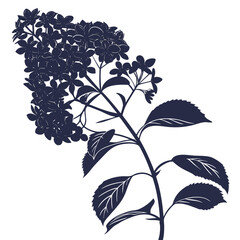 hydrangea paniculata with leaves