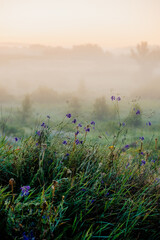 Naklejka premium An intimate shot of dewy grass and delicate purple wildflowers in the foreground, with the soft focus of a thick morning fog and a hazy sky creating a serene atmosphere.