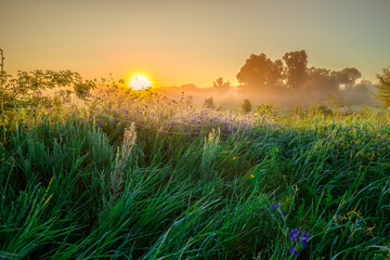 a serene and tranquil summer sunrise, with the golden light of dawn illuminating a lush, dew-covered field of green grass and blooming wildflowers in the foreground.